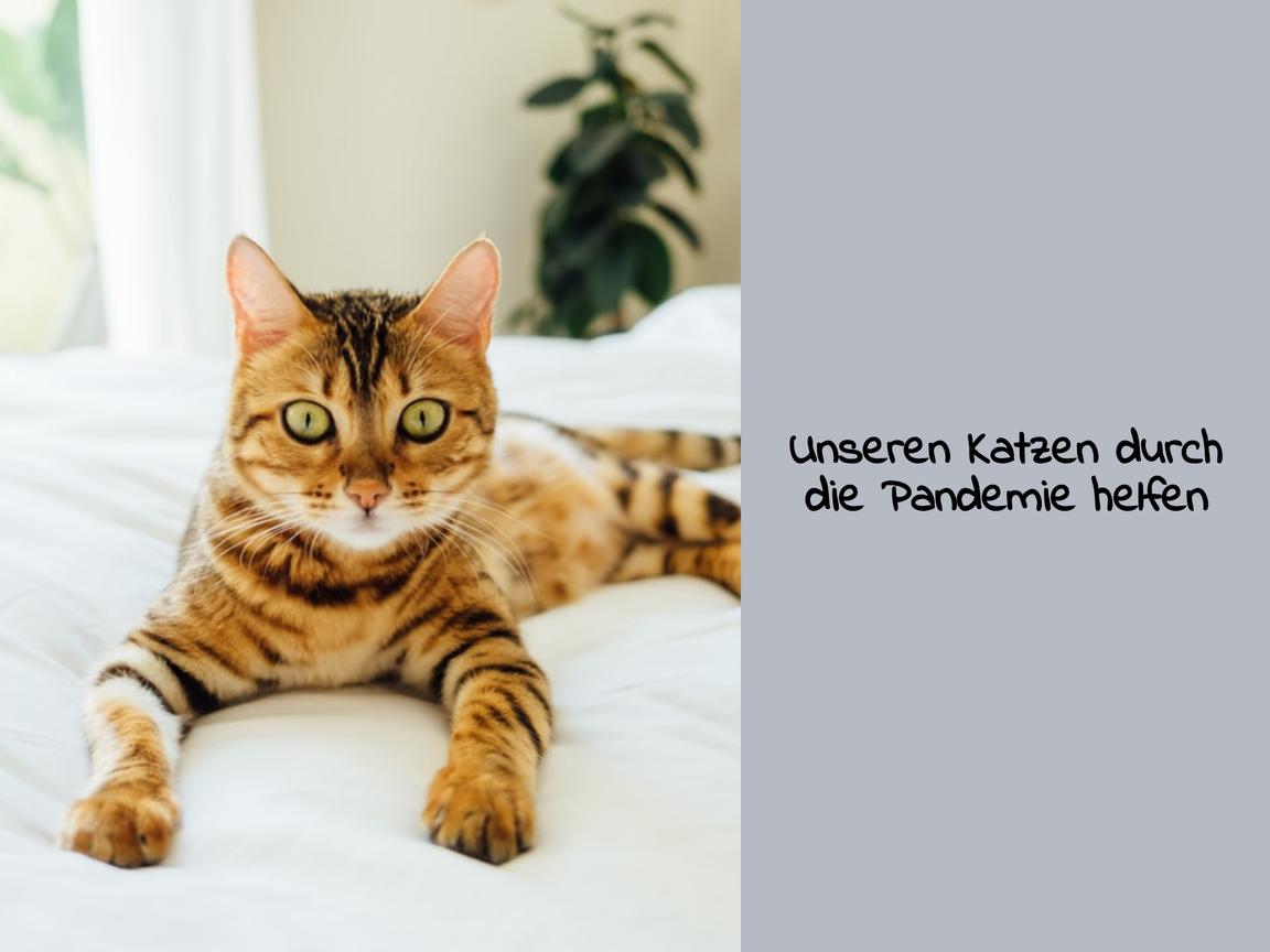 Unseren Katzen durch die Pandemie helfen