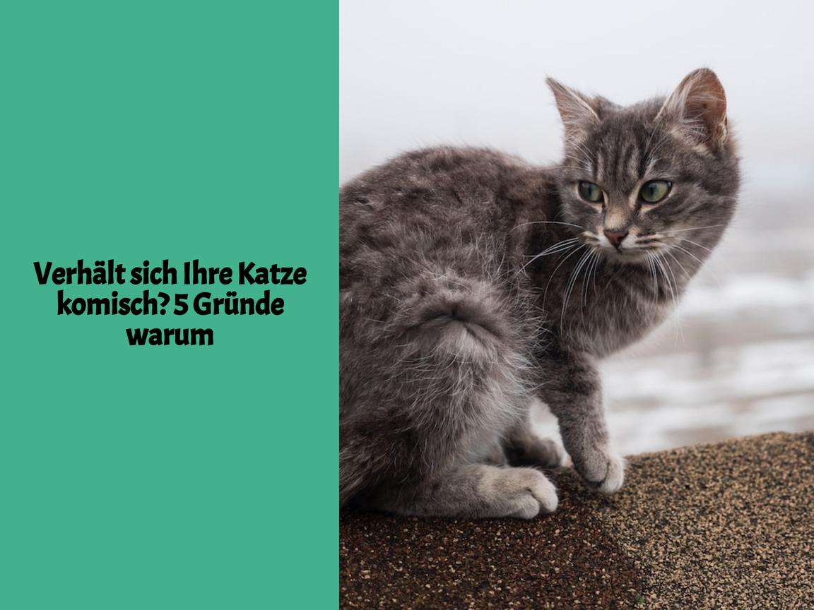 Verhält sich Ihre Katze komisch? 5 Gründe warum