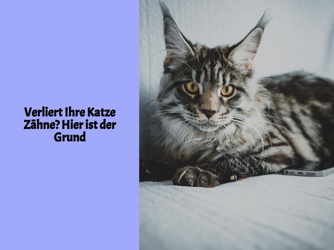 Verliert Ihre Katze Zähne? Hier ist der Grund