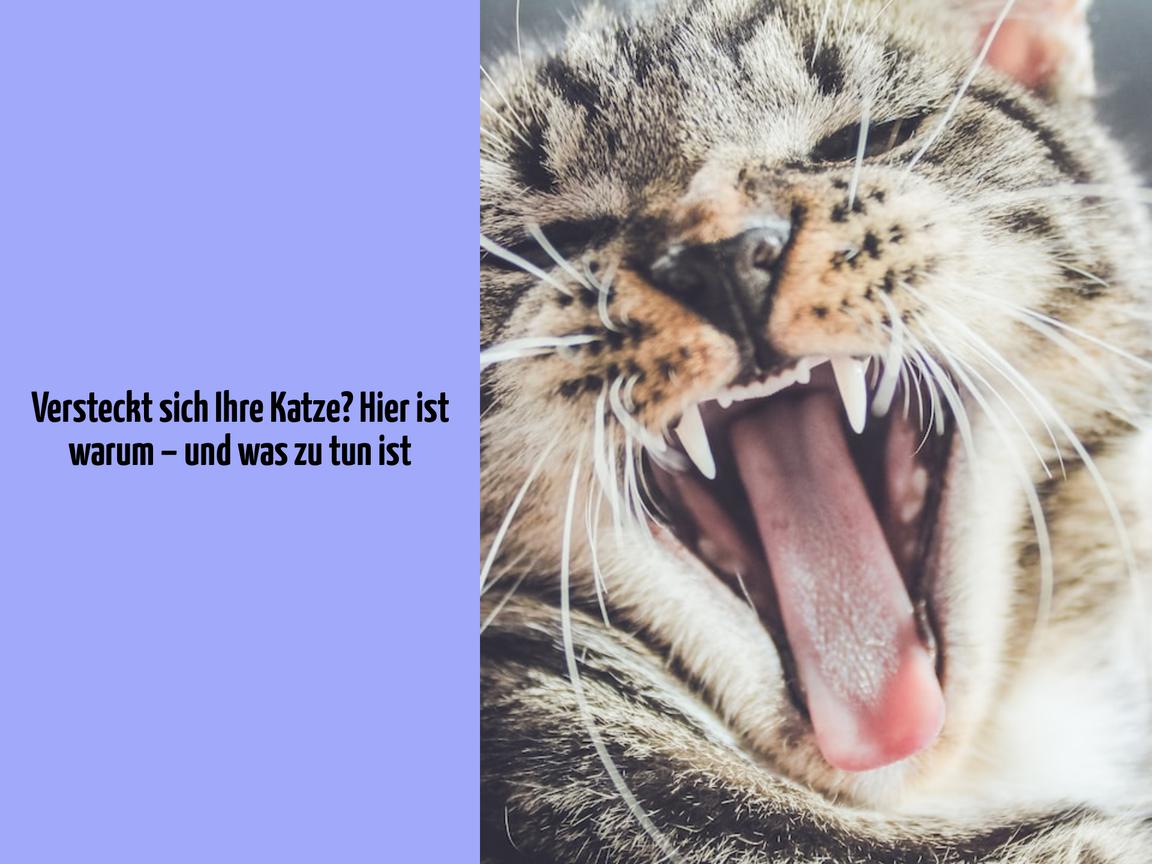 Versteckt sich Ihre Katze? Hier ist warum – und was zu tun ist