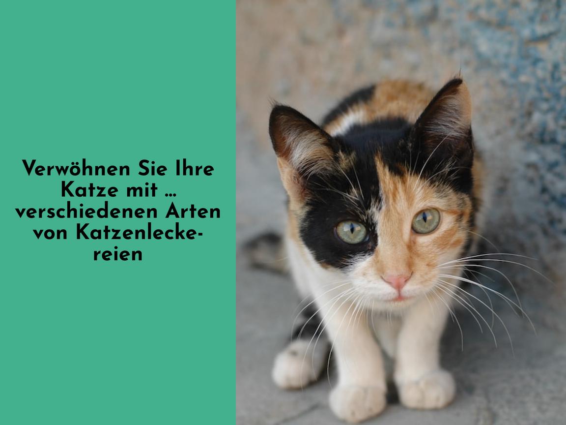 Verwöhnen Sie Ihre Katze mit … verschiedenen Arten von Katzenleckereien