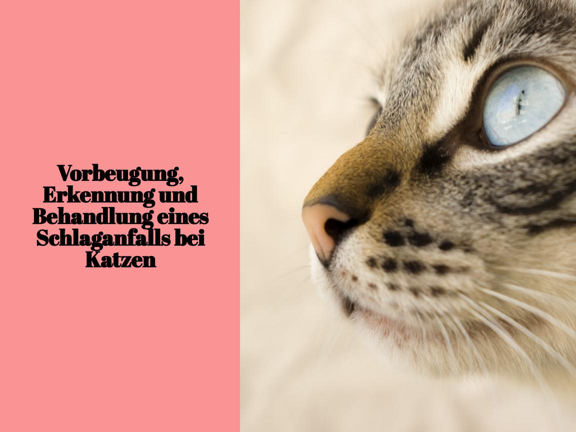 Vorbeugung, Erkennung und Behandlung eines Schlaganfalls bei Katzen