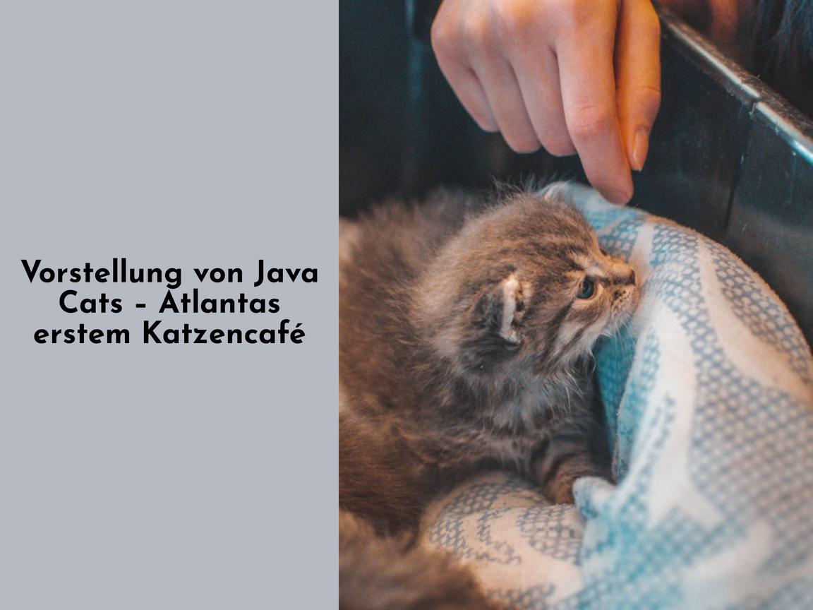 Vorstellung von Java Cats – Atlantas erstem Katzencafé