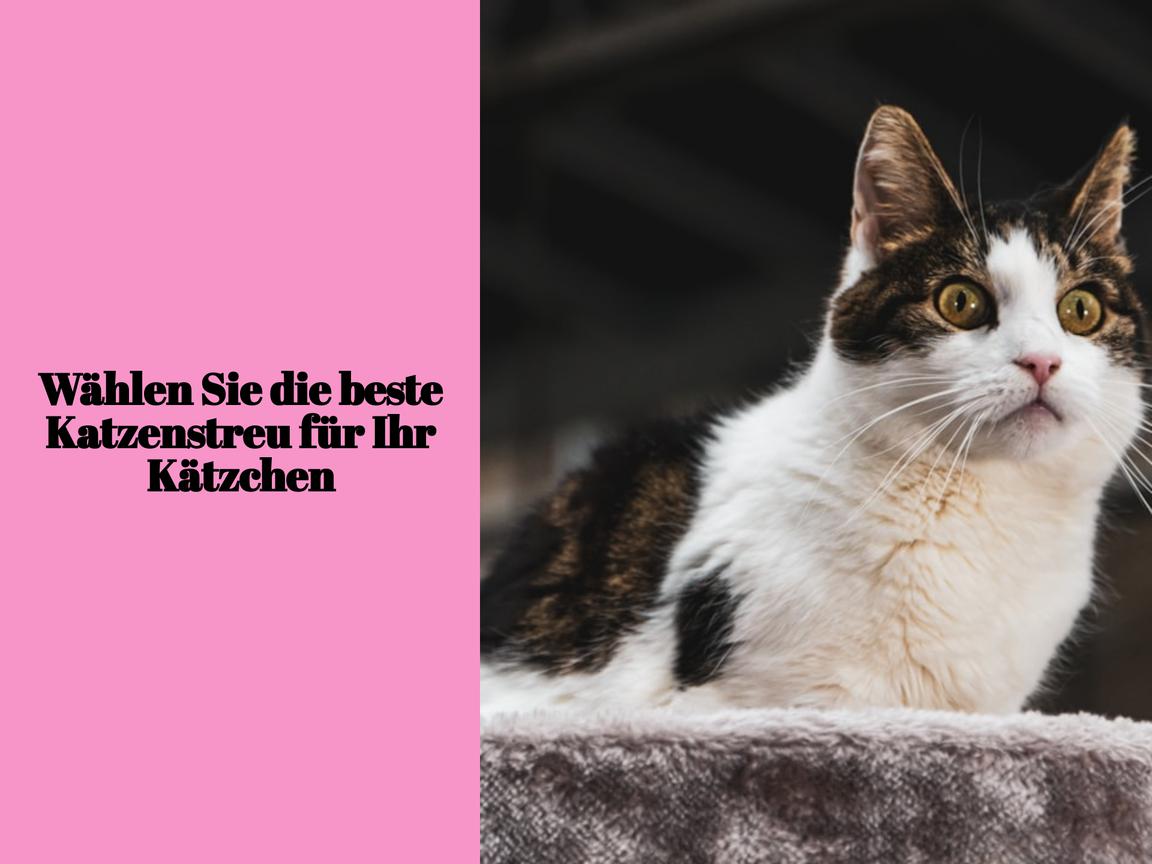 Wählen Sie die beste Katzenstreu für Ihr Kätzchen