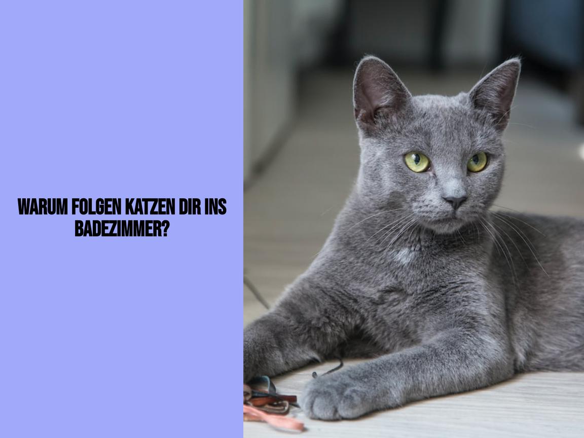 Warum folgen Katzen dir ins Badezimmer?