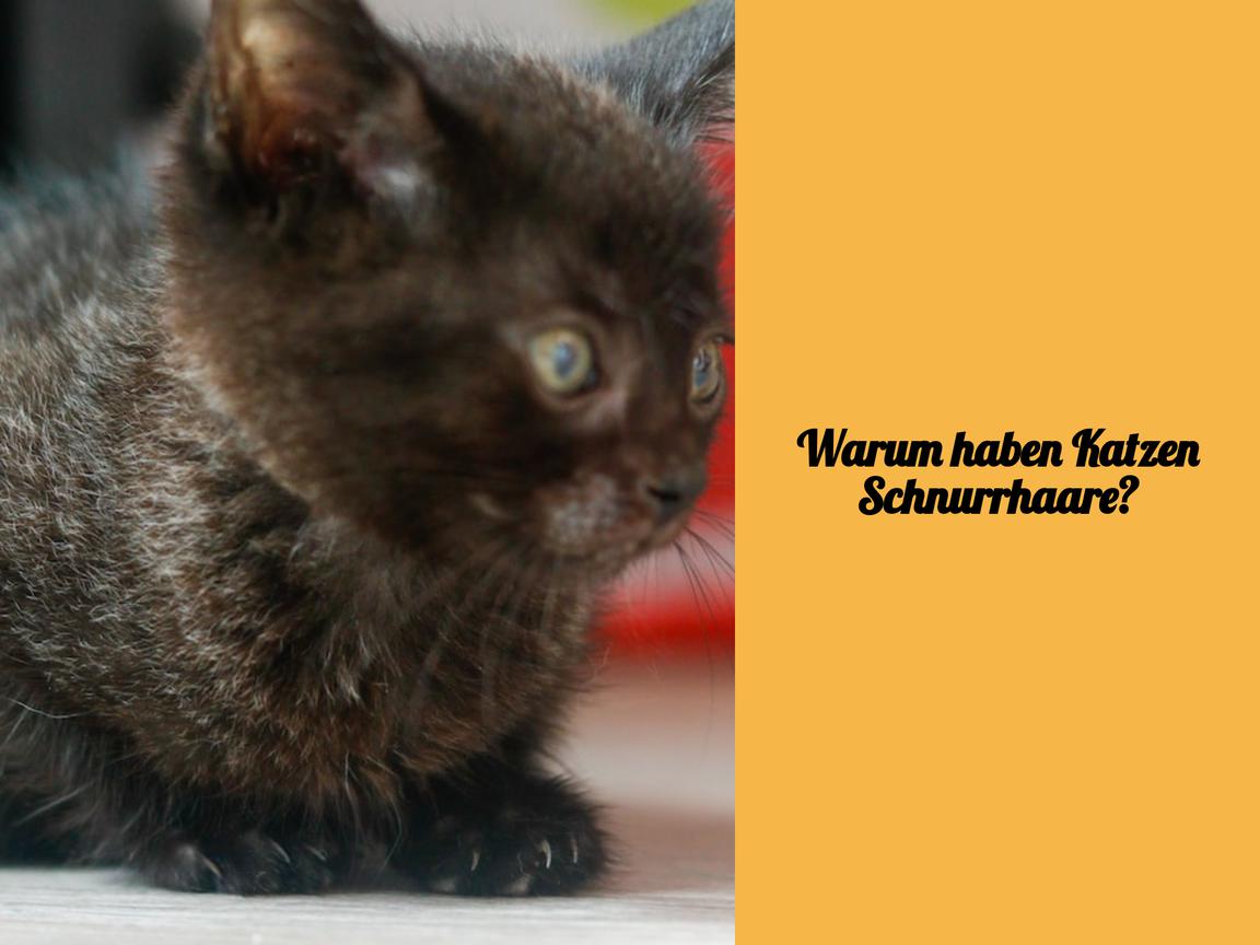 Warum haben Katzen Schnurrhaare?