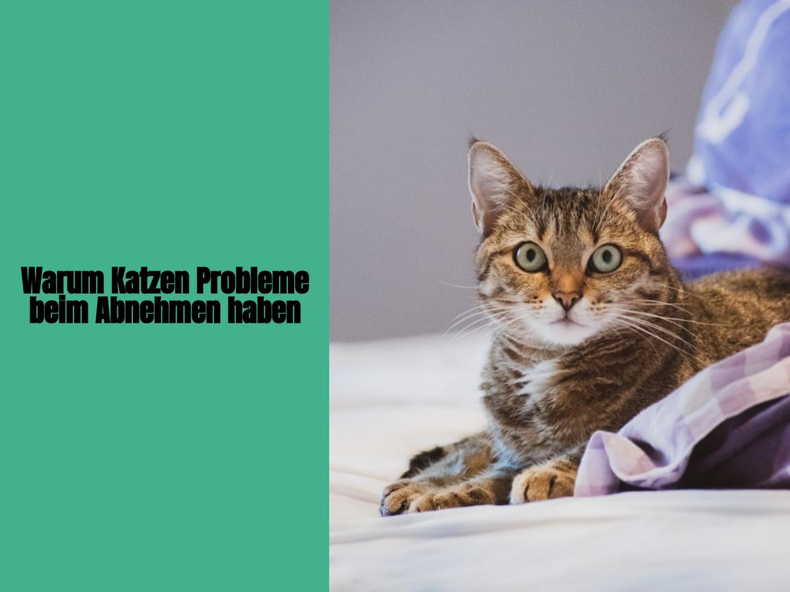 Warum Katzen Probleme beim Abnehmen haben