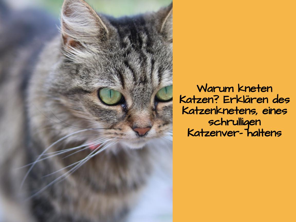 Warum kneten Katzen? Erklären des Katzenknetens, eines schrulligen Katzenverhaltens