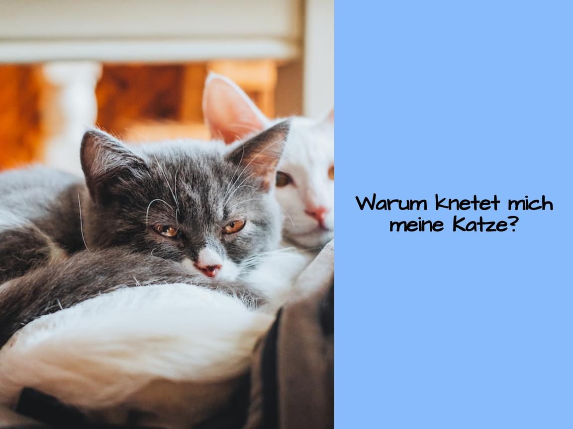 Warum knetet mich meine Katze?