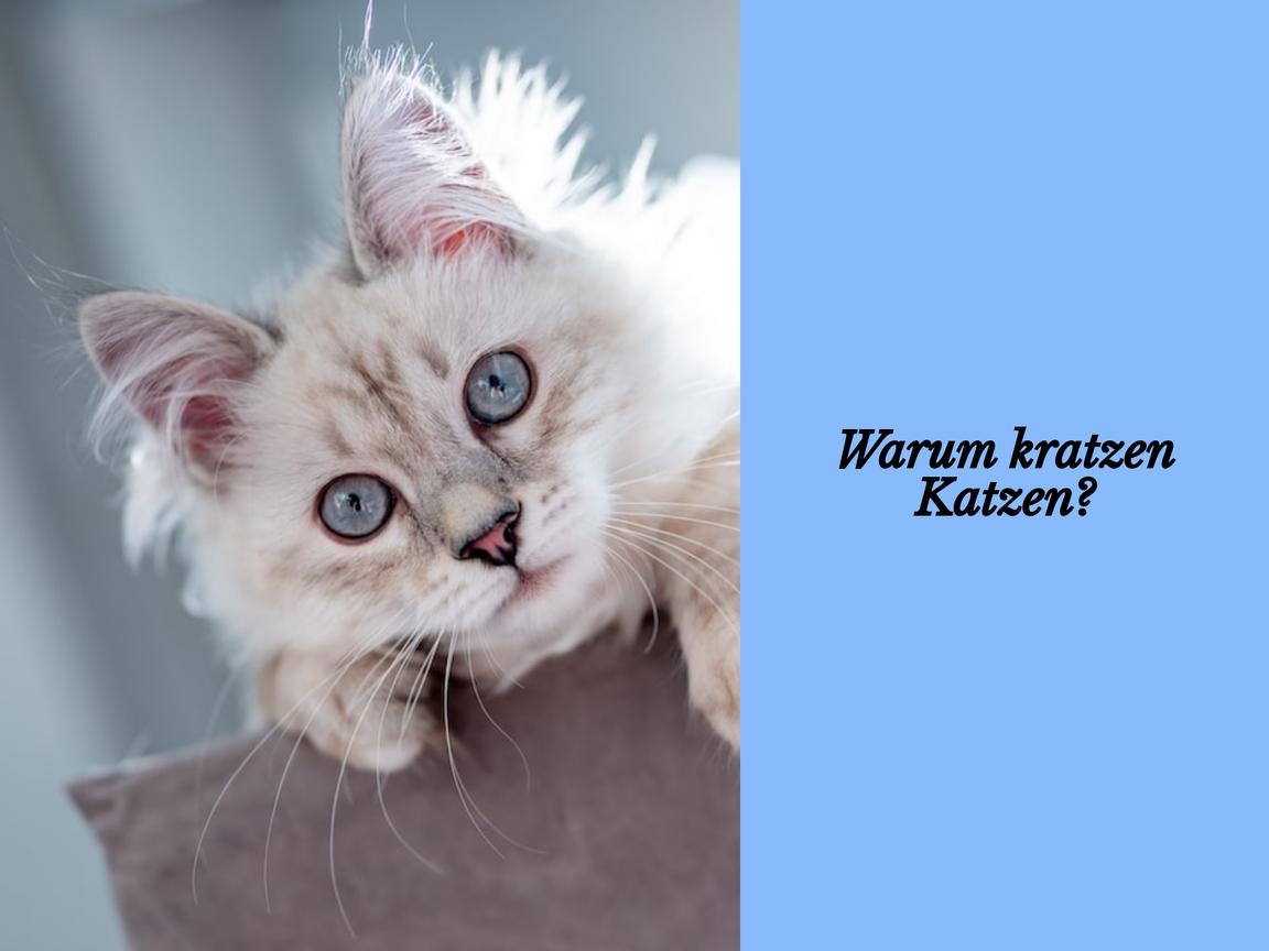 Warum kratzen Katzen?