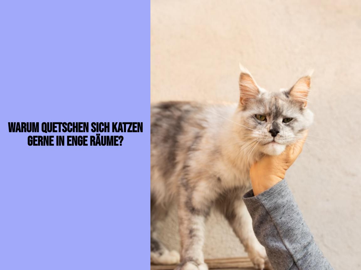 Warum quetschen sich Katzen gerne in enge Räume?