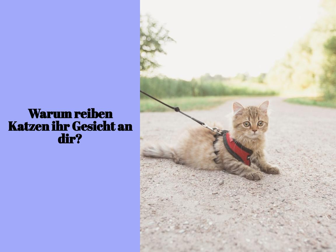 Warum reiben Katzen ihr Gesicht an dir?