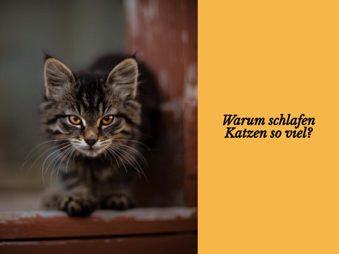 Warum schlafen Katzen so viel?