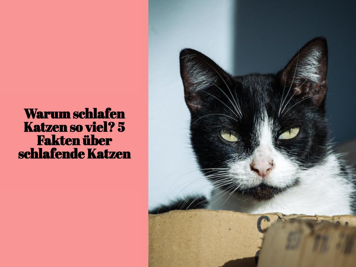 Warum schlafen Katzen so viel? 5 Fakten über schlafende Katzen