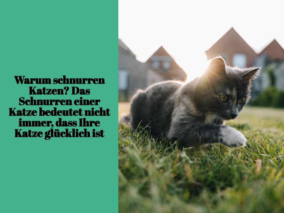 Warum schnurren Katzen? Das Schnurren einer Katze bedeutet nicht immer, dass Ihre Katze glücklich ist