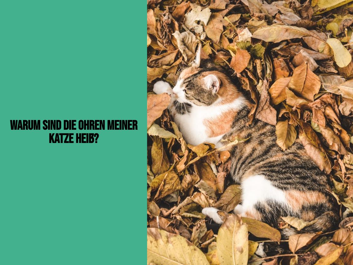 Warum sind die Ohren meiner Katze heiß?