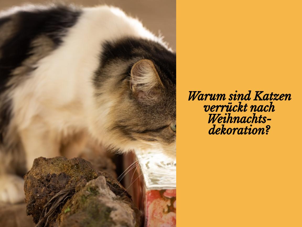 Warum sind Katzen verrückt nach Weihnachtsdekoration?