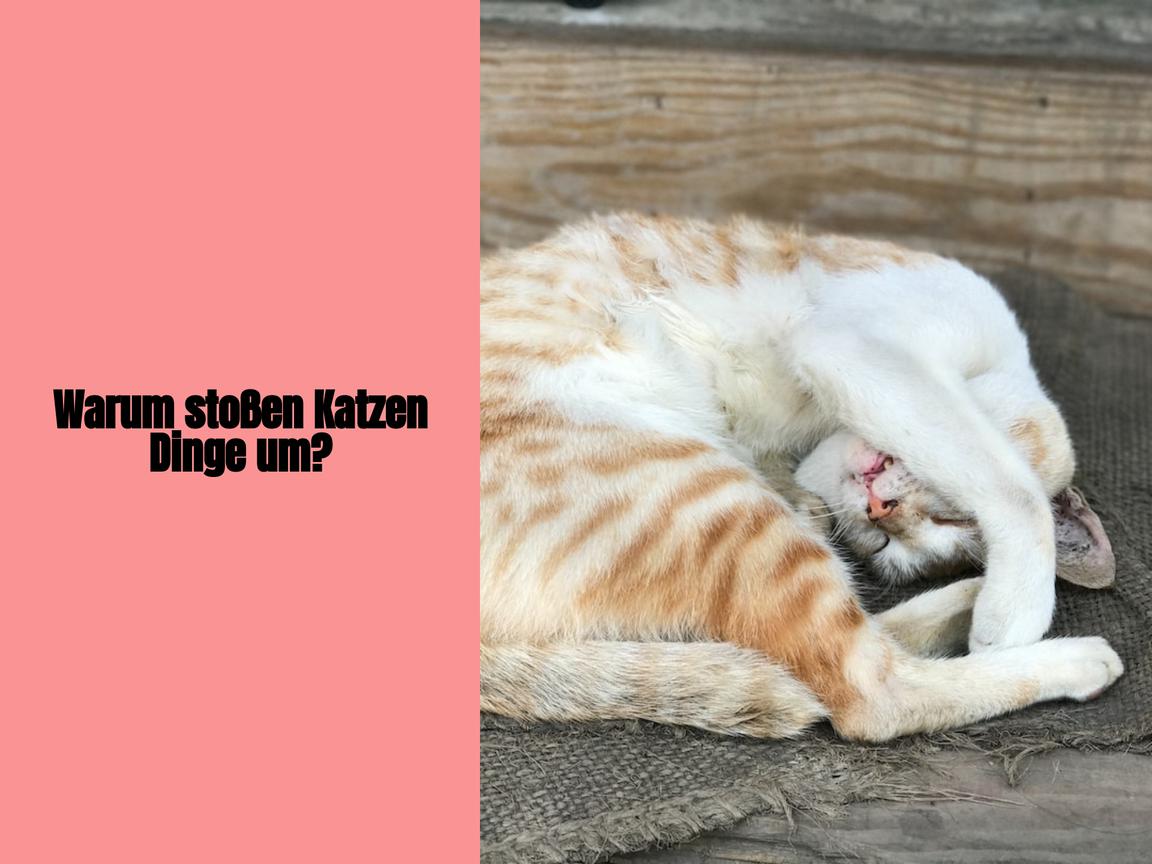 Warum stoßen Katzen Dinge um?