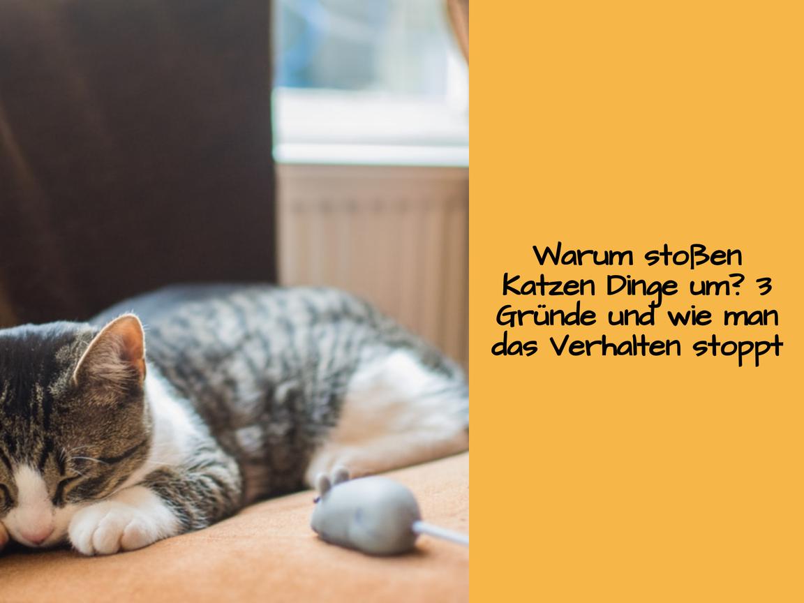 Warum stoßen Katzen Dinge um? 3 Gründe und wie man das Verhalten stoppt