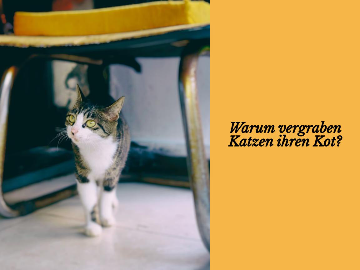 Warum vergraben Katzen ihren Kot?