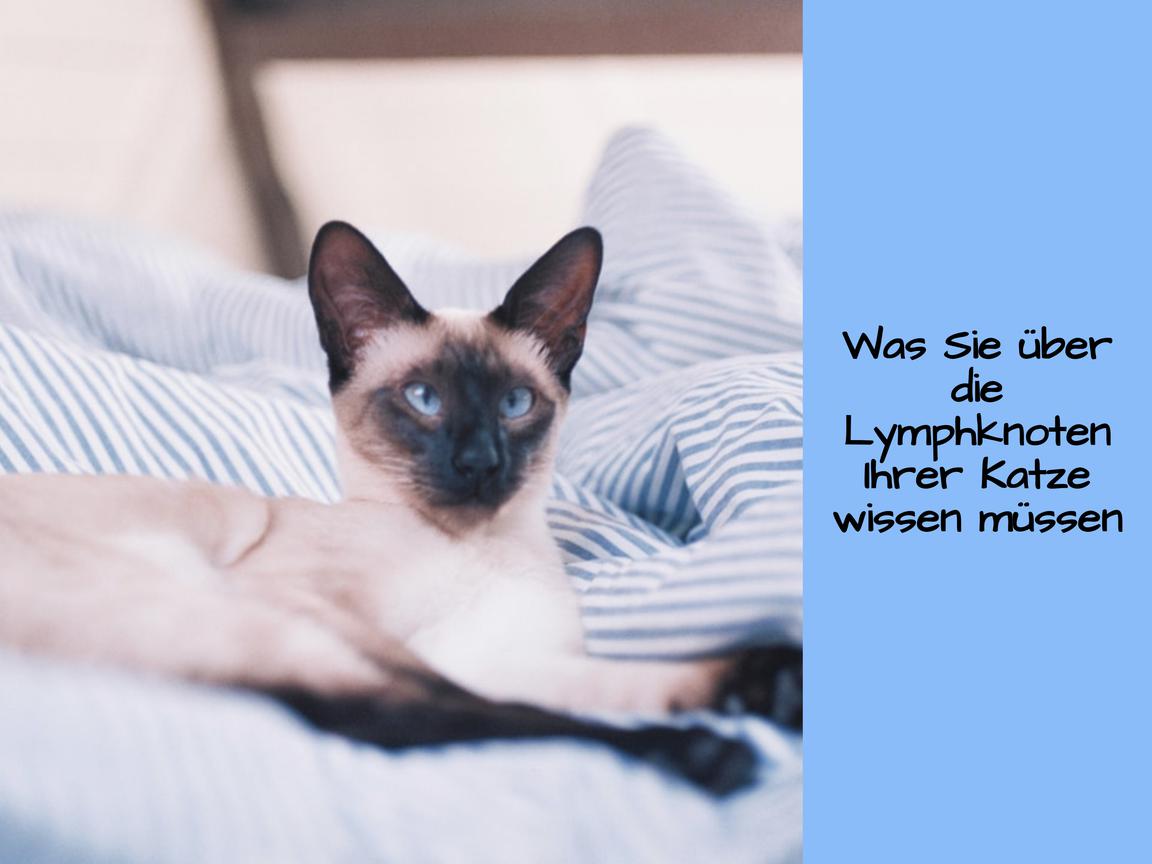 Was Sie über die Lymphknoten Ihrer Katze wissen müssen