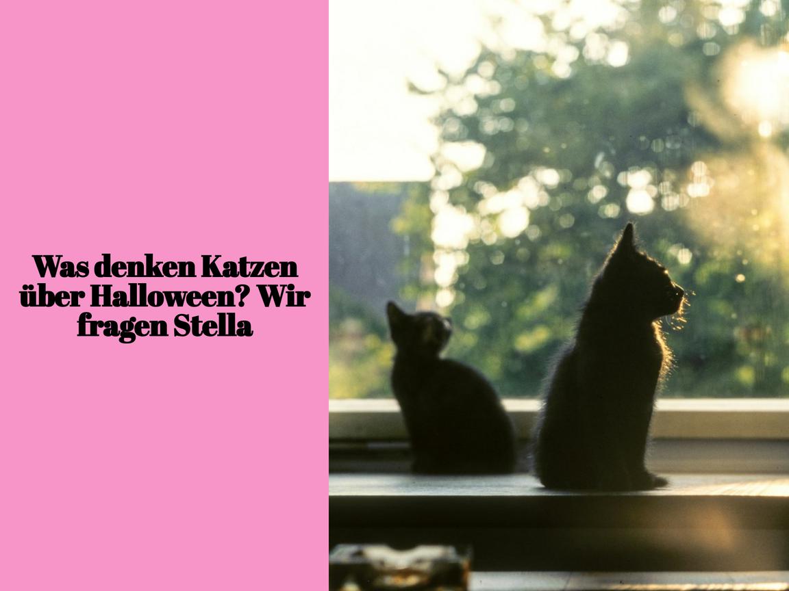 Was denken Katzen über Halloween? Wir fragen Stella