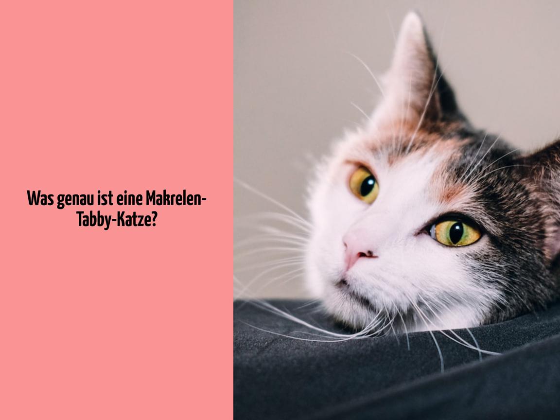 Was genau ist eine Makrelen-Tabby-Katze?