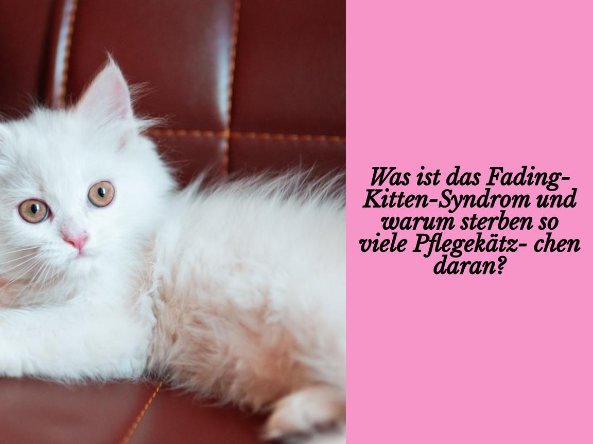 Was ist das Fading-Kitten-Syndrom und warum sterben so viele Pflegekätzchen daran?