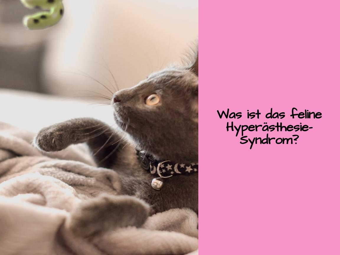 Was ist das feline Hyperästhesie-Syndrom?