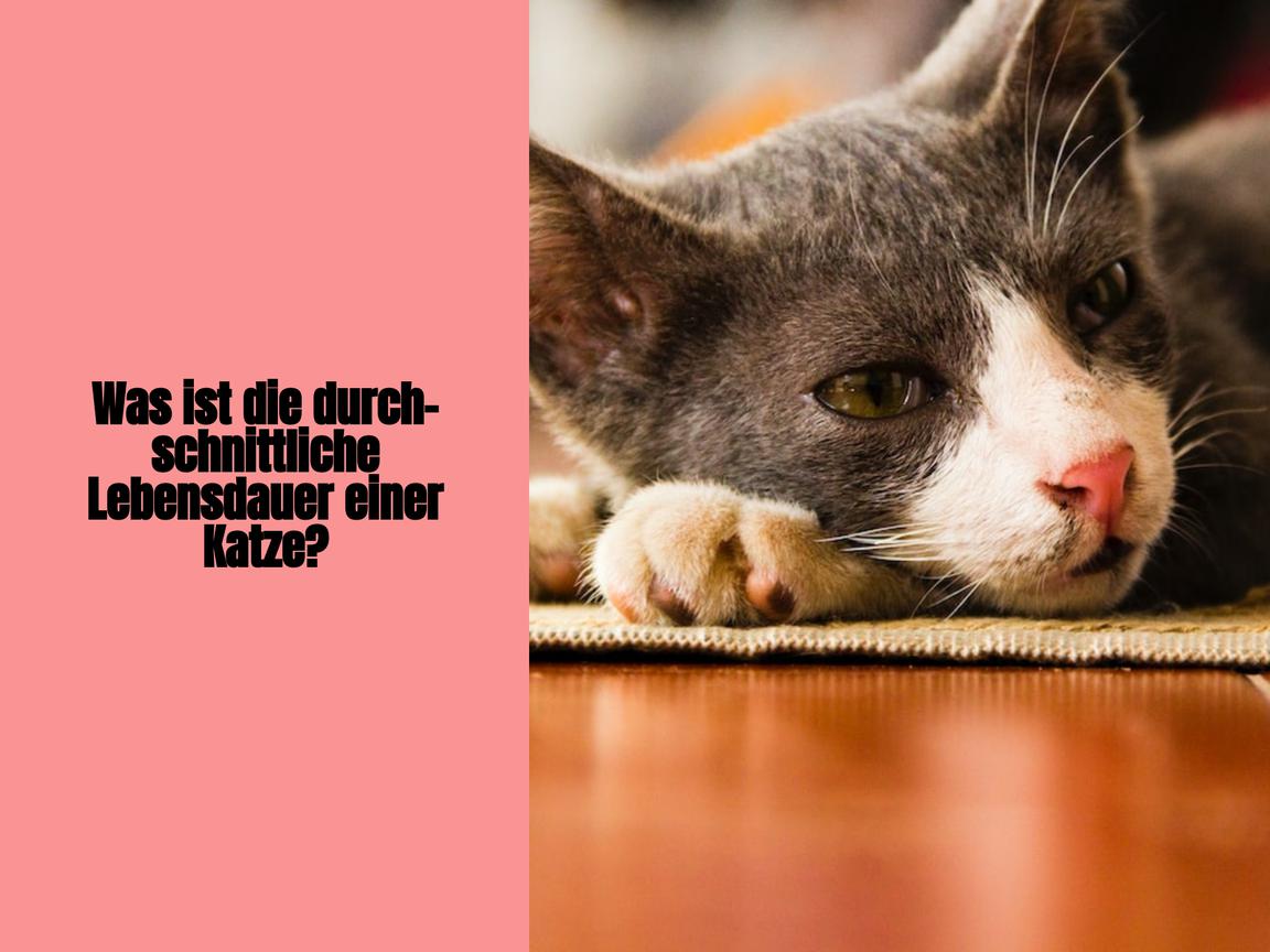 Was ist die durchschnittliche Lebensdauer einer Katze?