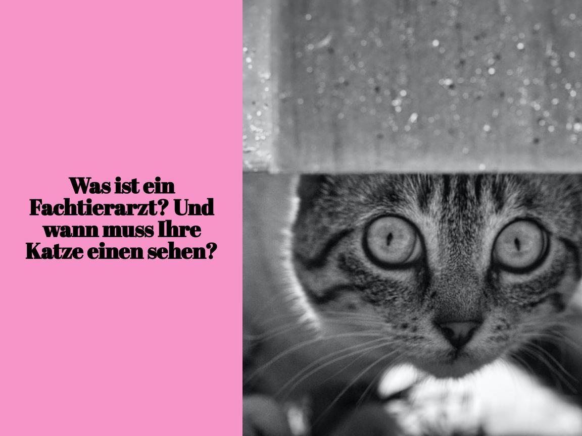 Was ist ein Fachtierarzt? Und wann muss Ihre Katze einen sehen?