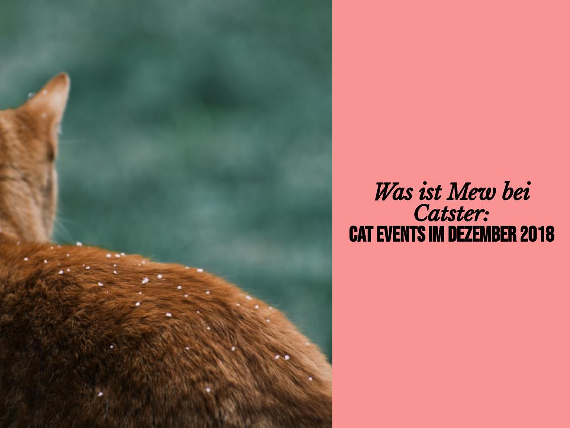 Was ist Mew bei Catster: Cat Events im Dezember 2018