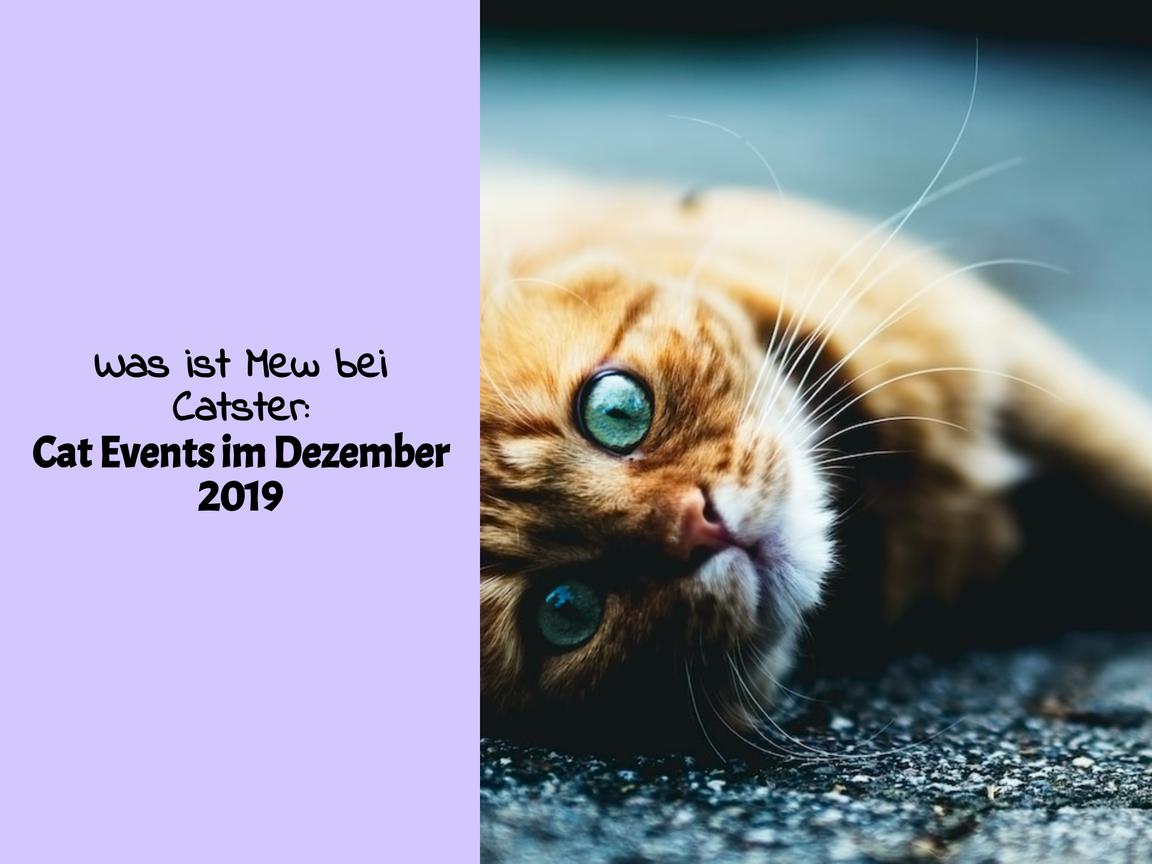 Was ist Mew bei Catster: Cat Events im Dezember 2019