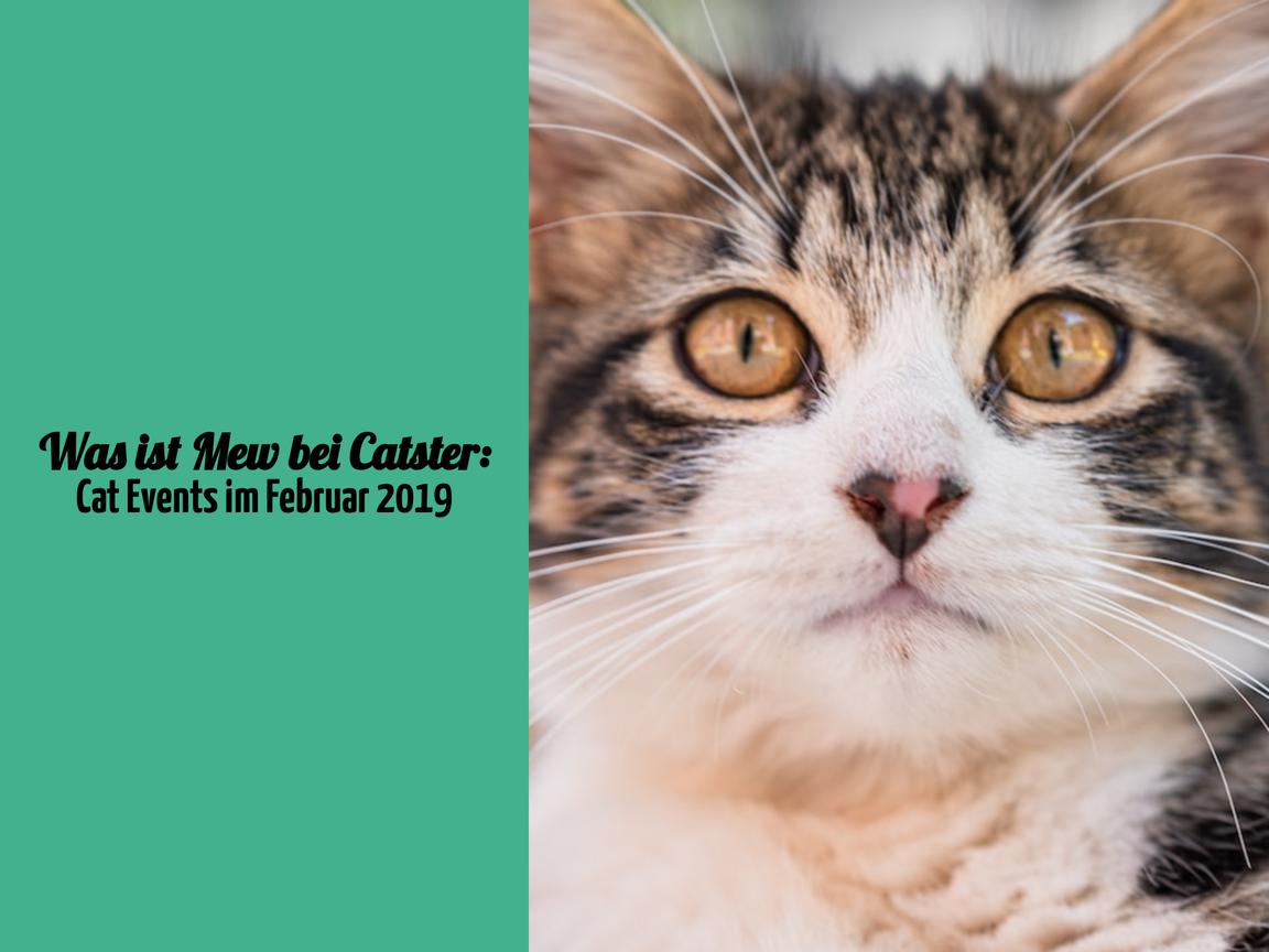 Was ist Mew bei Catster: Cat Events im Februar 2019