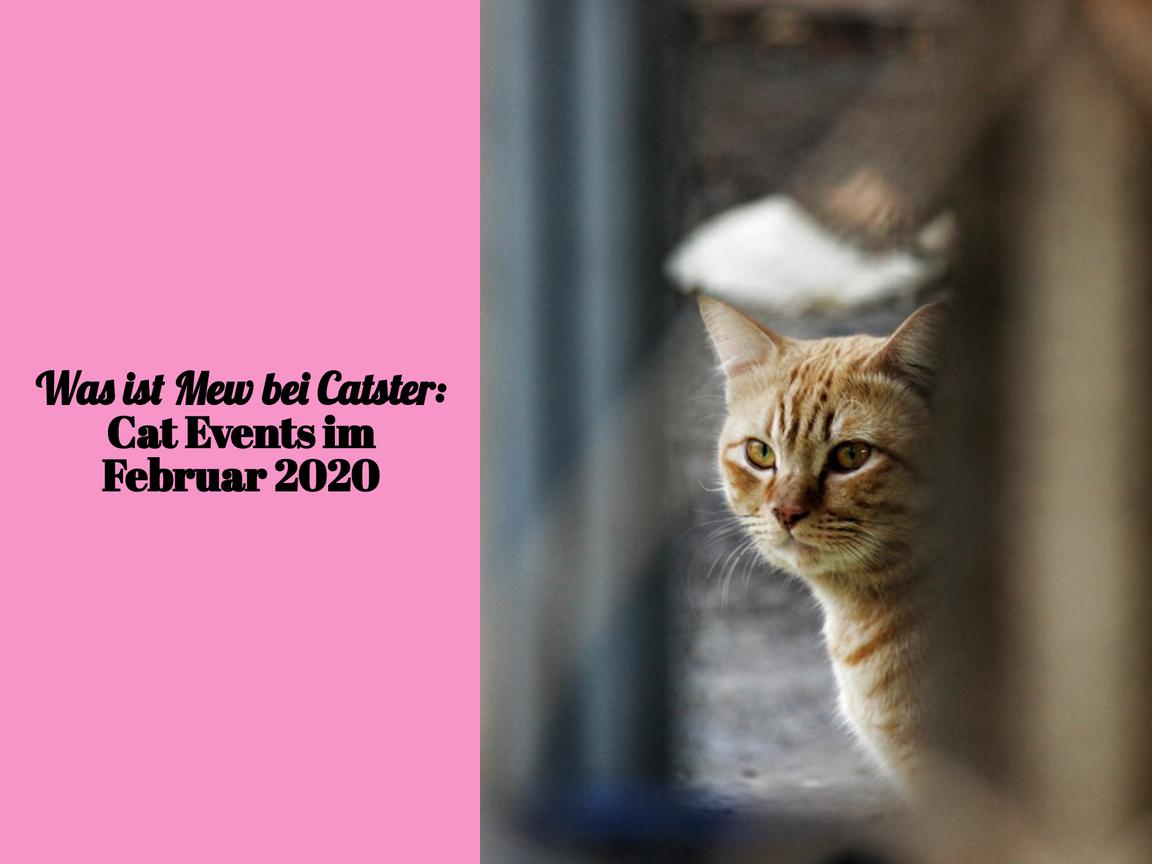 Was ist Mew bei Catster: Cat Events im Februar 2020