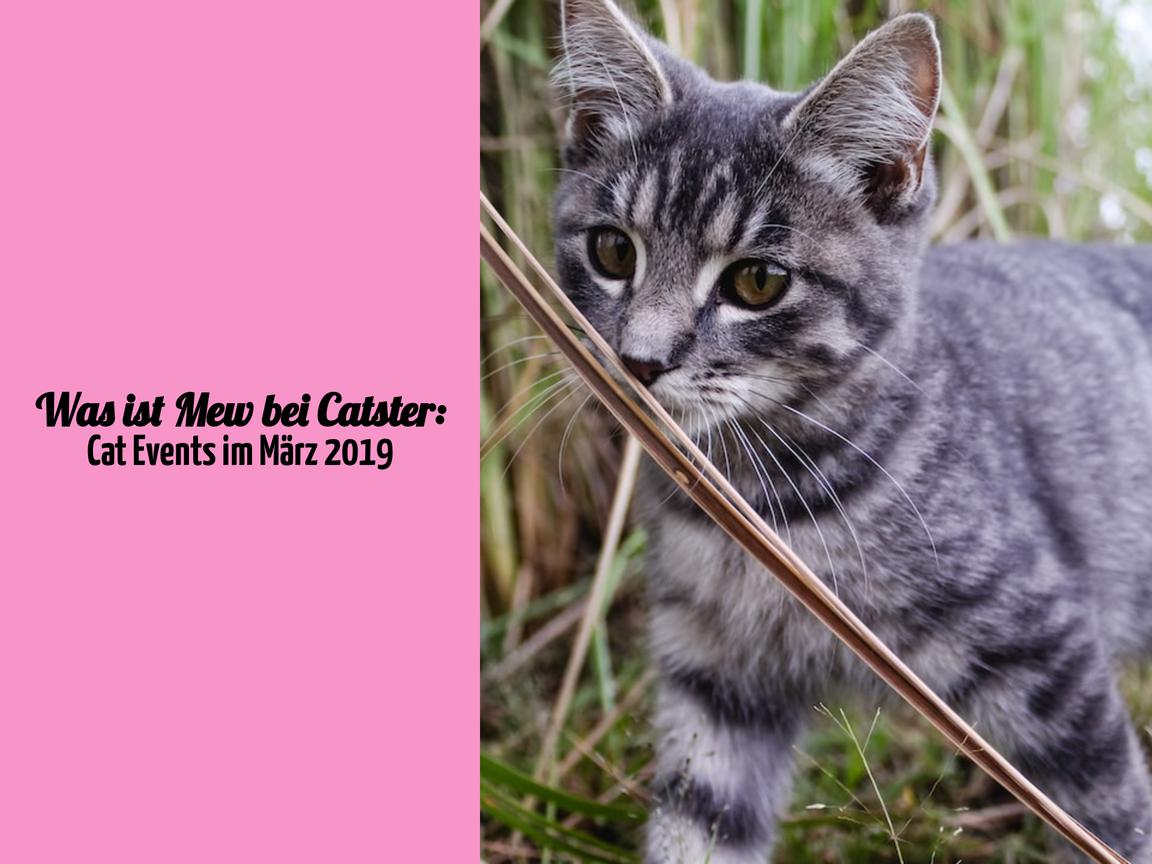 Was ist Mew bei Catster: Cat Events im März 2019