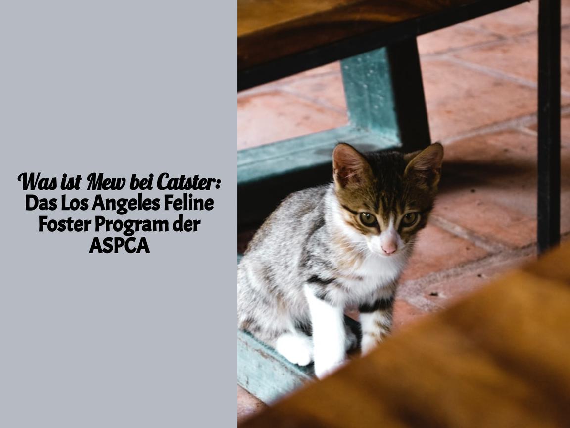 Was ist Mew bei Catster: Das Los Angeles Feline Foster Program der ASPCA