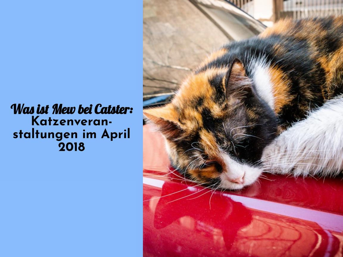 Was ist Mew bei Catster: Katzenveranstaltungen im April 2018