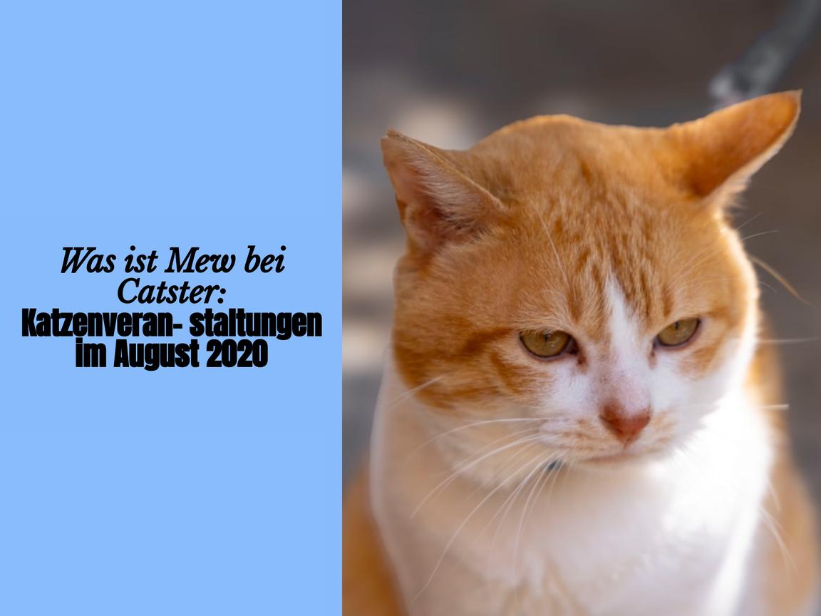 Was ist Mew bei Catster: Katzenveranstaltungen im August 2020