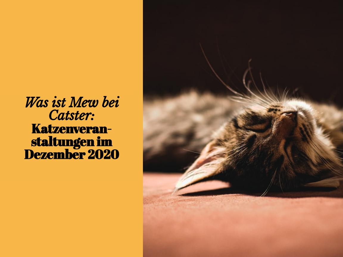 Was ist Mew bei Catster: Katzenveranstaltungen im Dezember 2020