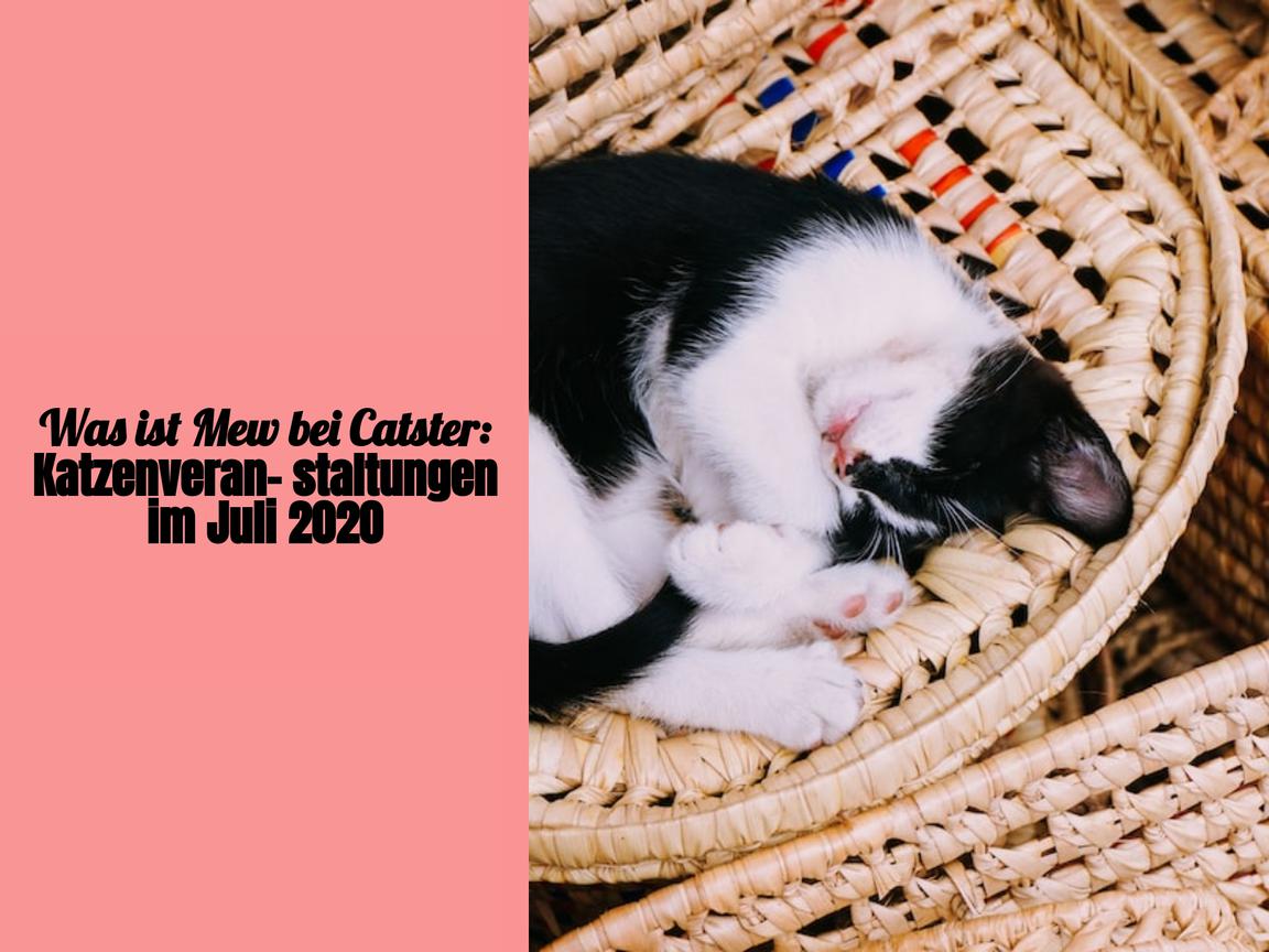 Was ist Mew bei Catster: Katzenveranstaltungen im Juli 2020