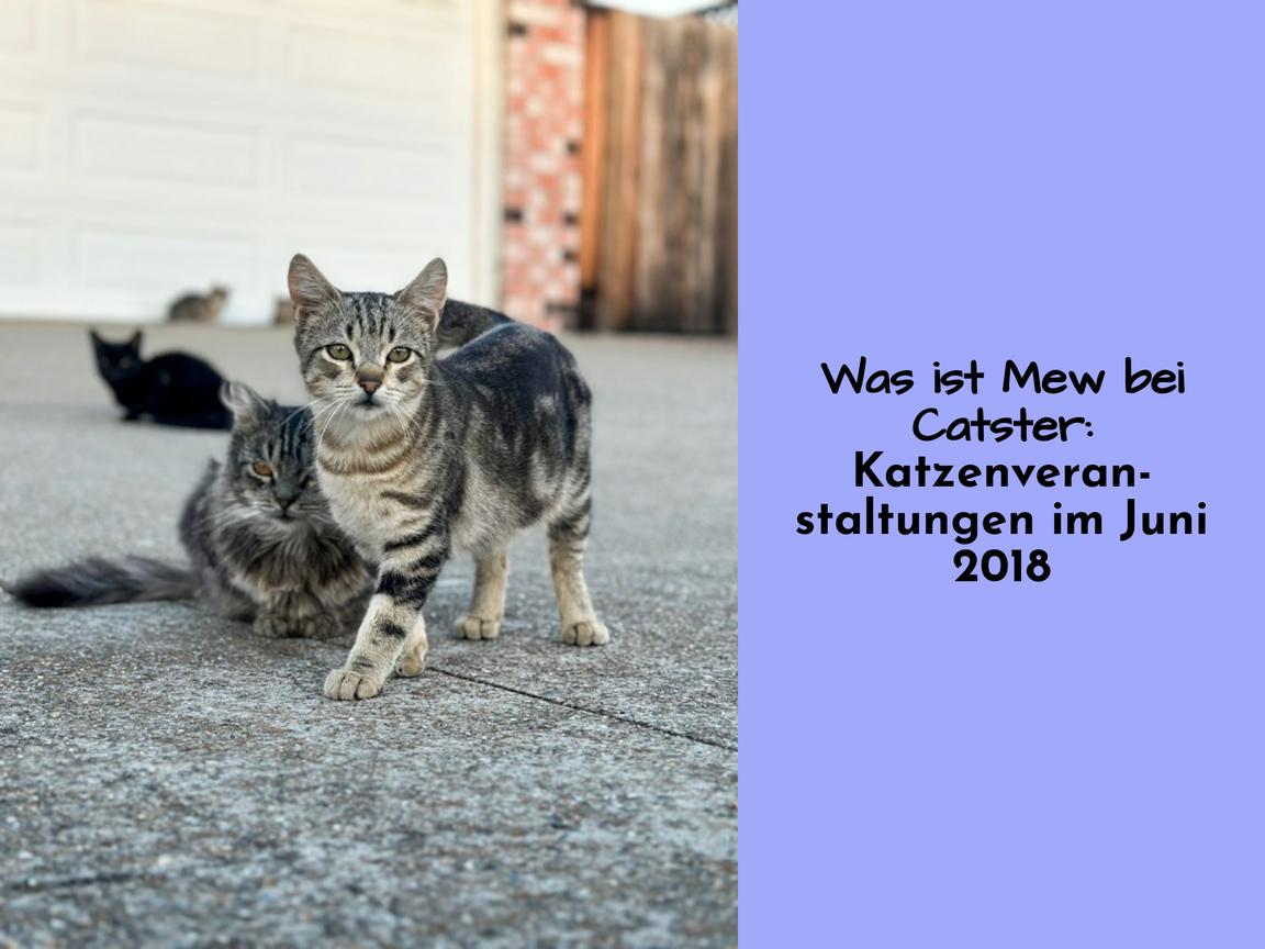 Was ist Mew bei Catster: Katzenveranstaltungen im Juni 2018