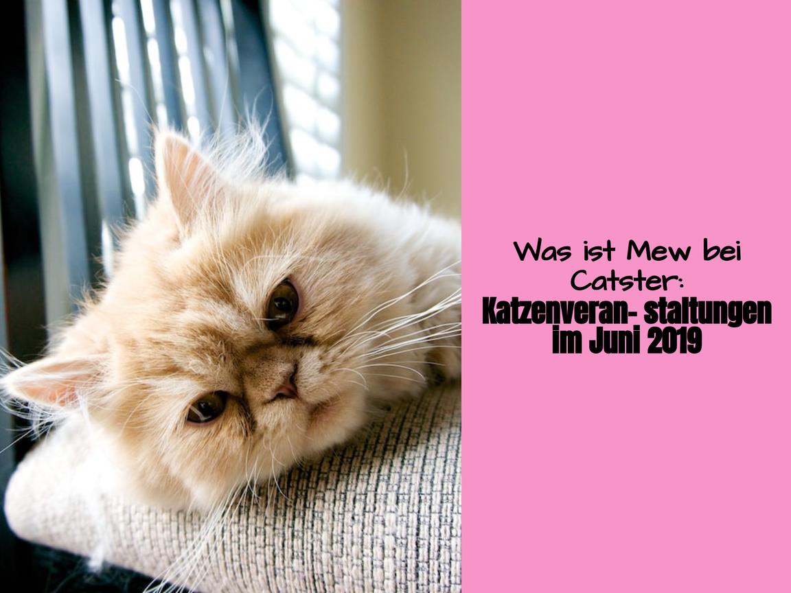 Was ist Mew bei Catster: Katzenveranstaltungen im Juni 2019