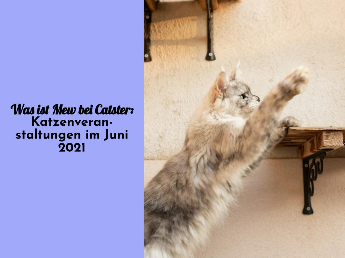 Was ist Mew bei Catster: Katzenveranstaltungen im Juni 2021