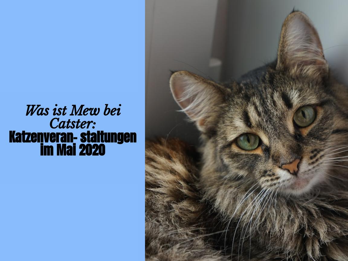 Was ist Mew bei Catster: Katzenveranstaltungen im Mai 2020