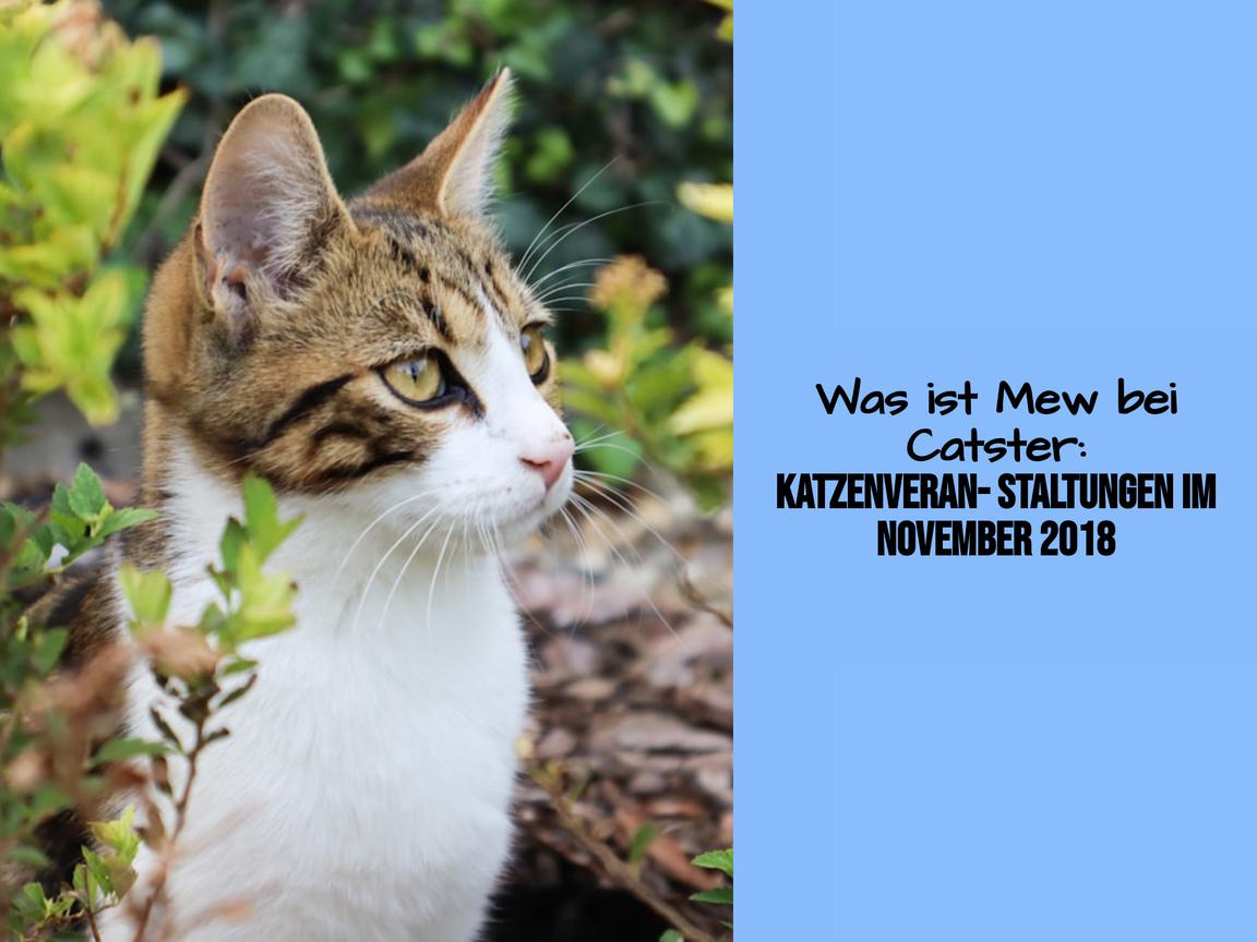 Was ist Mew bei Catster: Katzenveranstaltungen im November 2018