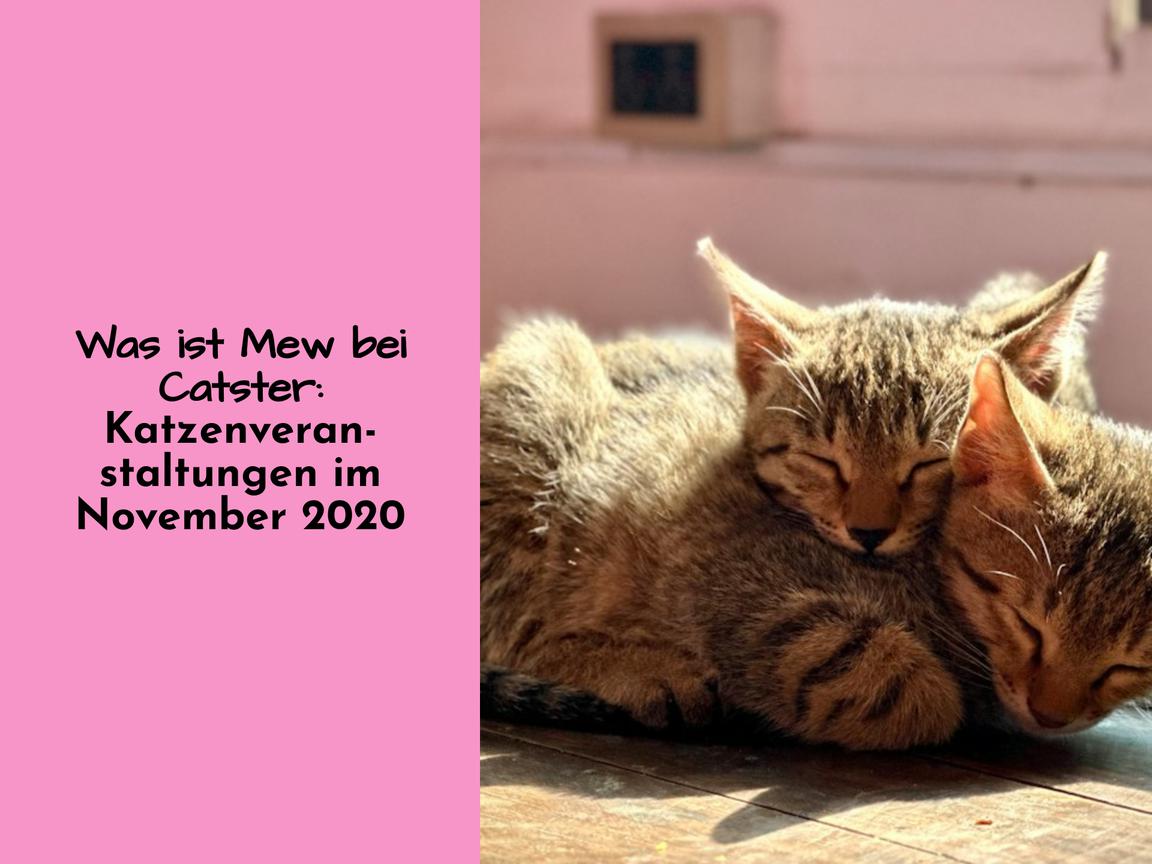 Was ist Mew bei Catster: Katzenveranstaltungen im November 2020