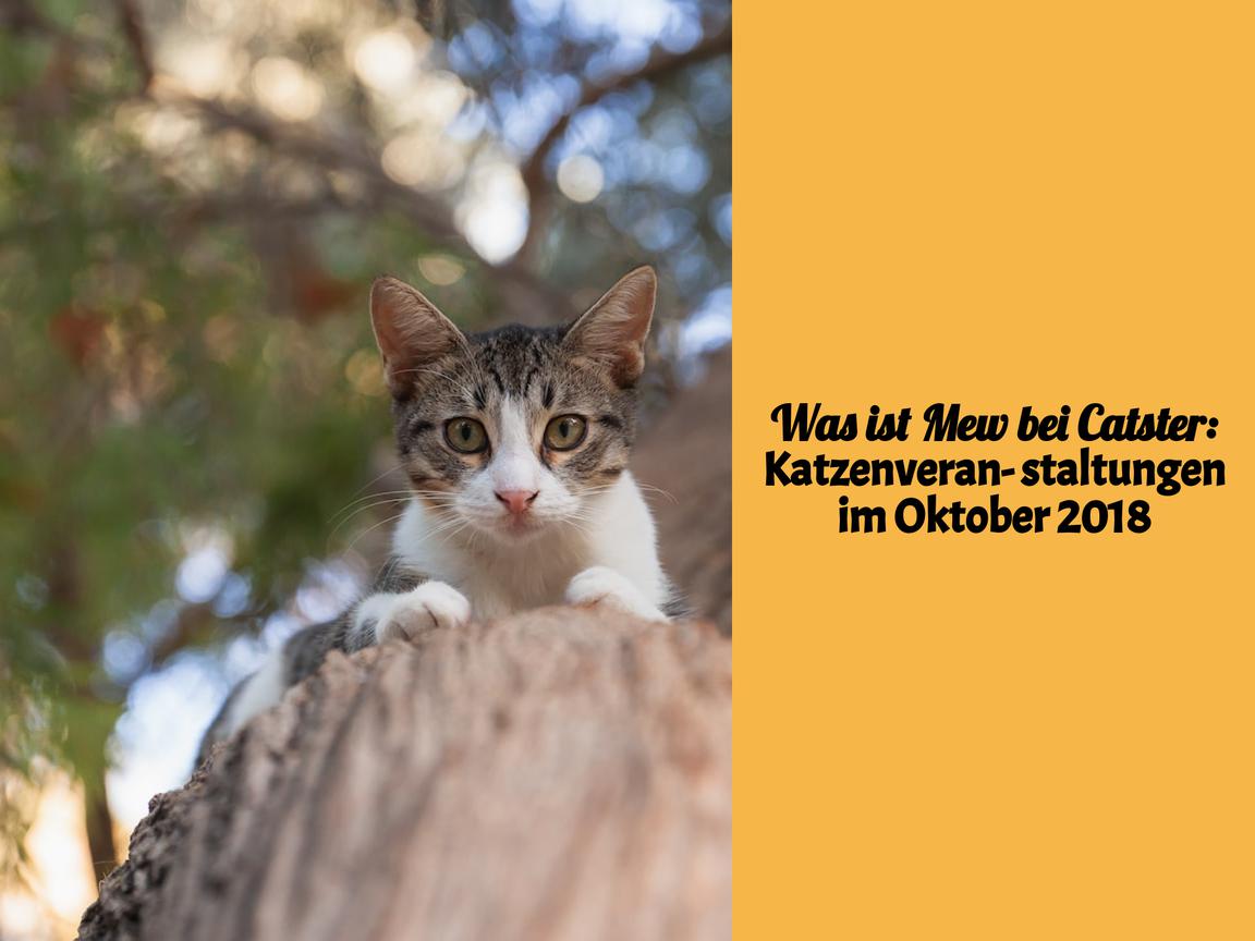 Was ist Mew bei Catster: Katzenveranstaltungen im Oktober 2018