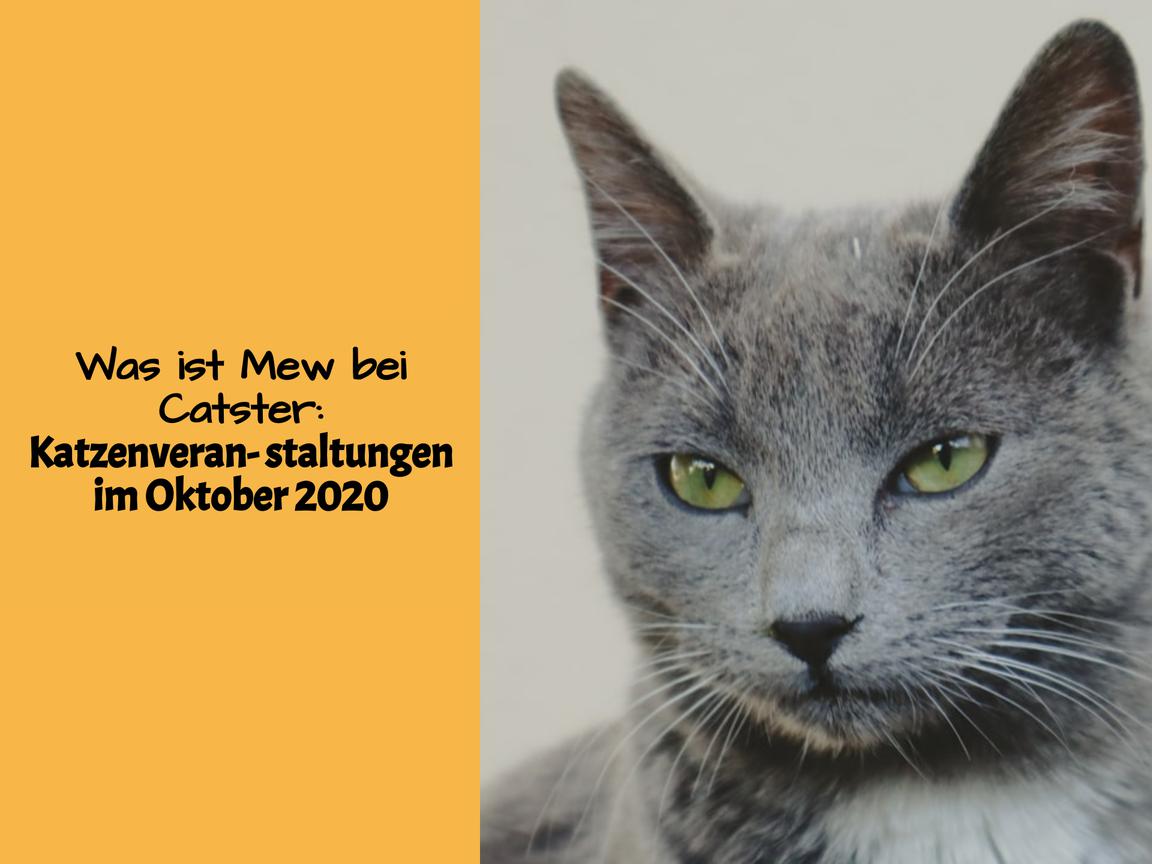 Was ist Mew bei Catster: Katzenveranstaltungen im Oktober 2020