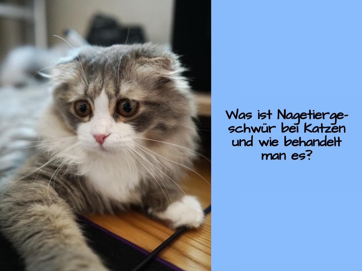 Was ist Nagetiergeschwür bei Katzen und wie behandelt man es?